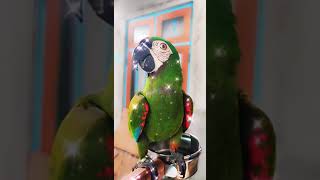 Chestnut Macaw | Parrot ✨ #shorts #viralshorts #animals #animalsvideo #shortsfeed