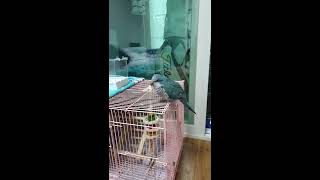 말잘하는 퀘이커앵무새 순도리 오구오구 넘 귀염꾸 (안녕~안녕하세요)아시겠어요?