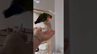 바로 방문닫고 들어가는 사춘기 딸내미같은... #모란앵…