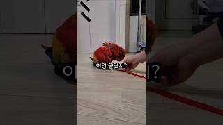 아기새의 반전  a baby parrot's twist #앵무새 #parrot