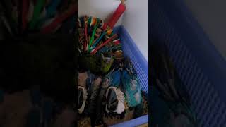 청금강 #birds #앵무새 #parrot #anima…