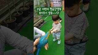 3살어린이 청금강앵무 모이주기♡