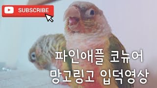 파인애플 코뉴어 입덕영상 &#39;망고&#39;시점 #…
