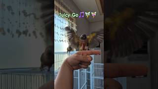 코뉴어앵무새#하랑이#하봉이##parrot#영탁#주시고