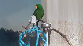 말하는 앵무새_뉴기니아 대박이(4)