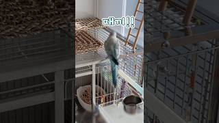 누나가 또또 이상한 걸 만들었다...#굿즈스포#퀘이커앵…