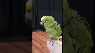 앵무새가 노래를 어떻게 부를까? 과연 ....... 대박!!!