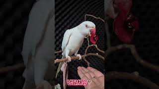체리간식#목도리앵무새#앵무새#parrot#먹방#간식#코뉴어#모란#체리