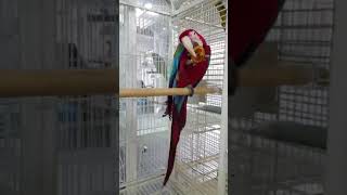 앵무새 건조 귤 먹방중