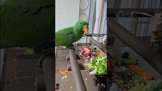 아기 뉴기니아 크롱이 신비복숭아 뇸뇸  #뉴기니아 #parrot #루티노퀘이커 #뉴기니아앵무 #뉴기니아앵무 #반려동물 #birds