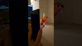 look  #birds #birdsong #parrot…
