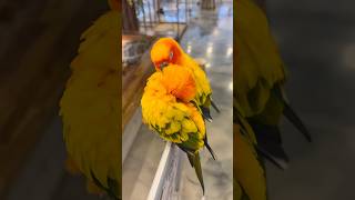 넘 귀여워..ㅎㅎ ☺️ #hobby #birds #parrot #healing #앵무새