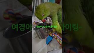 #올리브파이드목도리앵무 #쌍둥이 화이팅#응원할께  보리…