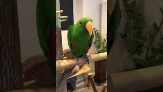 앵무새 카페 대형 앵무새 뉴기니아