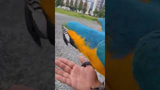 미안 잣 안꺼냈다 #macaw #청금강 #청금강앵무새