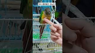 악수 하는 옐로우사이드코뉴어 "초코" #parrot #birds