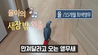 앵무새, 회색앵무 율이 새장 밖 외출 !