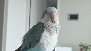 퀘이커앵무새 순도리 (드루와~요 실시간2)