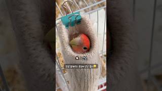 안녕 잘해주는 모란앵무새 로또에게 신난 집사 #작작해라