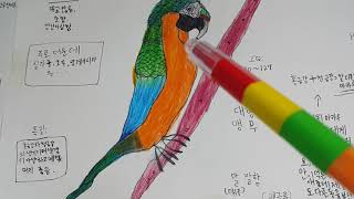 앵무새 (종류배우기)