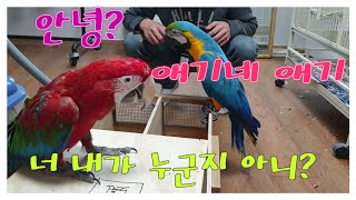 이번엔 홍금강 이다! 밍고 한달 친구 ! 하룻밤 과연 …