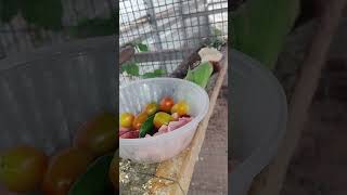 ㅎ이시각 울 아마존C 상차림이 매우 만족 스런 모습입니다 ㅋㅋ