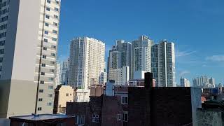 청금강앵무새 루카의 출근길