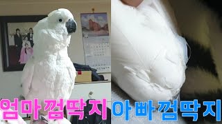 엄마껌딱지 아빠껌딱지 앵무새 망고링고
