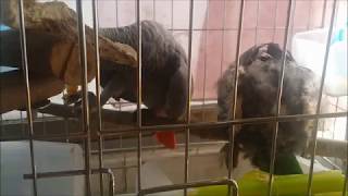 self injury Eclectus parrot th…