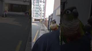 초롱♡연두#고마워#연두 엄마랑1년 #코뉴어 #반려조 #parrot