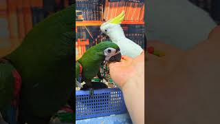 엄블렐라 코카투, 미디움 코카투 분양해요. 분양 시 사…