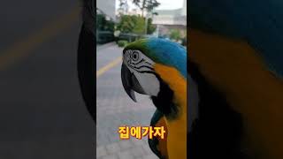 루카랑 집 들어가는중 #shorts #청금강