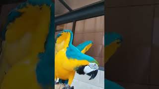 산책해서 기분 좋은 루카 #청금강 #청금강앵무새 #마카우 #parrot #macaw #앵무새 #동물 #반려동물 #애완동물 #animal #루카 #산책