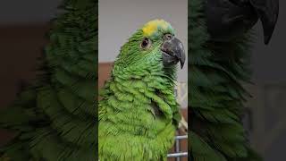 귀농귀촌 앵무새 설이 놀아주기