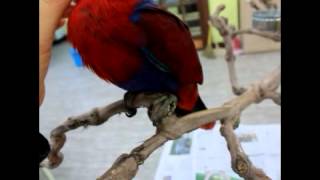 앵무새/대형앵무/뉴기니아/뉴기니아암컷