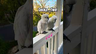 Cockatoo asks, “Is it Screech …