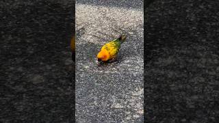 썬코뉴어 앵무새 #parrot