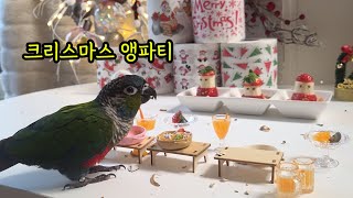 앵무새의 크리스마스(집사는 개고생)