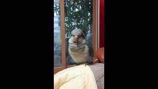 [말하는앵무새] 퀘이커앵무새 순도리~ 산토끼 찾는 무한…