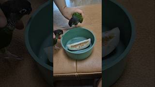 코뉴어앵무새#하랑이 #하봉이#더빙농장 #병맛더빙#동물더빙