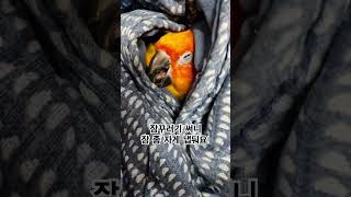 이불속의 써니는 잠꾸러기~~#썬코뉴어 #parrot #앵무새 #잠꾸러기 #sleepy hesd #이불속의 #bedding #냅둬요! #leave me alone! #써니