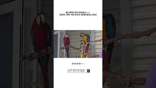 뭘 이런것 까지 따라하니ㅡ.ㅡ.       #마카우 #말하는앵무새 #자유비행 #macaw #청금강앵무새 #홍금강앵무새 #animals #애완동물