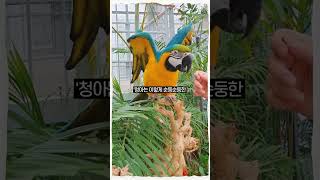개인기 많고 똑똑한 '청금강앵무' 청아를 만나 보세요^…