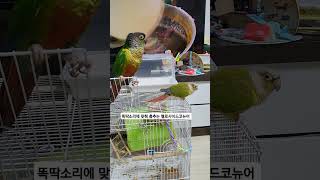 똑딱 소리에 춤추는 코뉴어 # 옐로우사이드  춤.#흥돌…