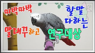 지 할말 다하고 말대꾸 따박따박 다하고~[연구대상]