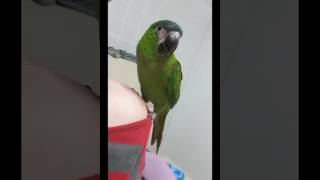 한스마카우 앙꼬가 사랑고백을 하네요.ㅋ