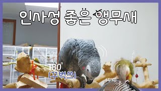 ?인사성 좋은 앵무새ㅣ180º로 인사해요...(a well-mannered parrot)