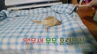 앵무새 무무 훈련