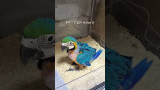 아기 청금강 앵무새 방구ASMR 앵무새 방구 소리 들어보셨나요?