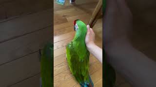 My military macaw parrot is go…